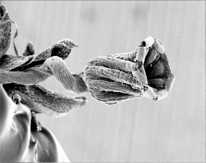 Moss <i>Rhachitheciopsis tisserantii</i>