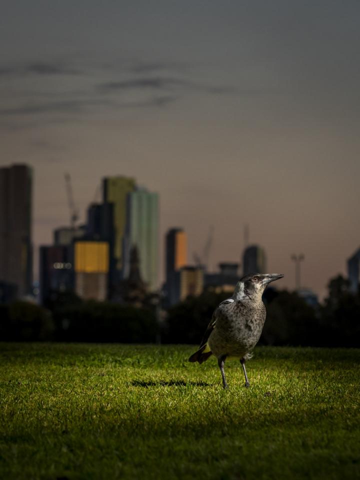 Light Pollution Keeps Magpies and Pigeons Tossing and Turning