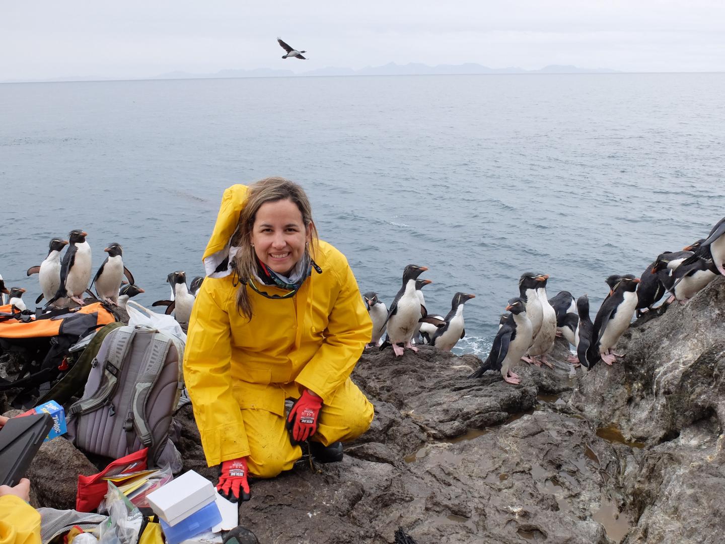 Penguins originated in Australia and New Zealand -- not the Antarctic, new  study finds