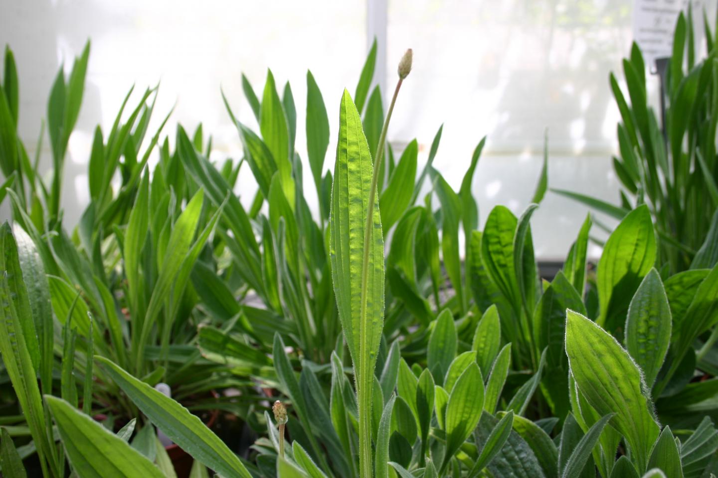 <I>Plantago lanceolata</I>