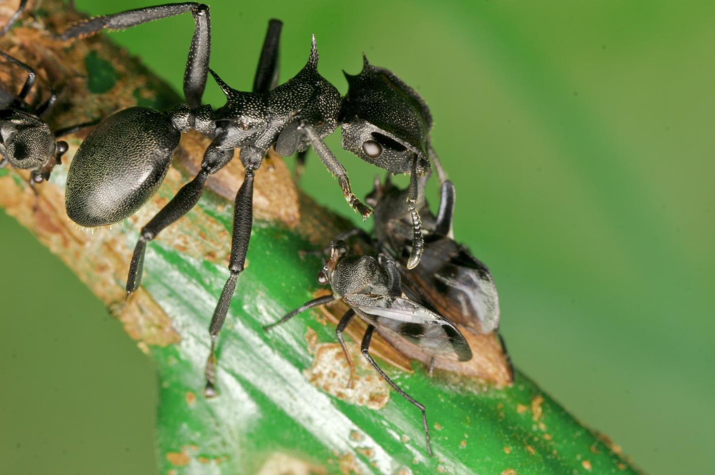 Cephalotes Ant