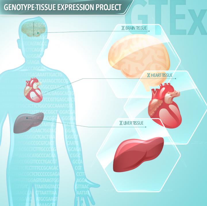 Genotype-Tissue Expression Project