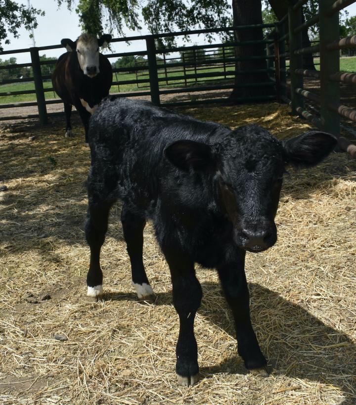 Photo of Genome-Edited Calf