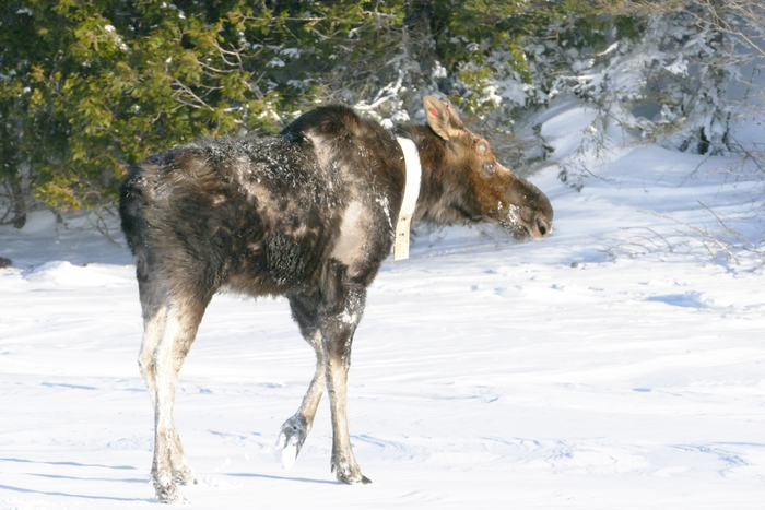 Collared moose