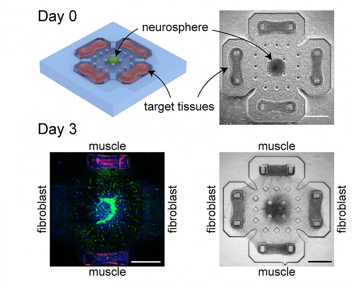 Illustration and microscopy images of coculture platform where a neurosphere is cultured with four target tissues