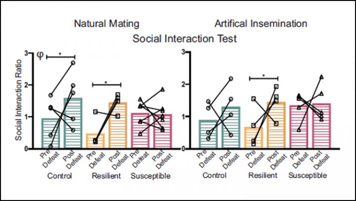 Mice Fathers Pass Down Stress Responses to Offspring Via Sperm