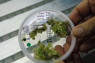 Cotton in Petri Dishes