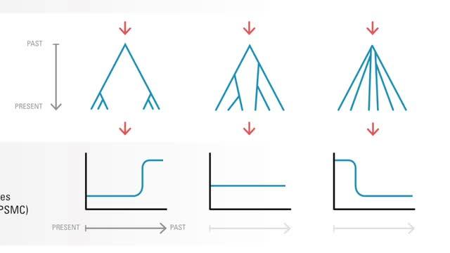 Models for Complex Human Evolutionary History