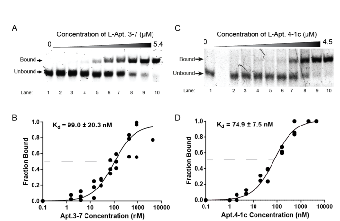 Binding affinity analysis