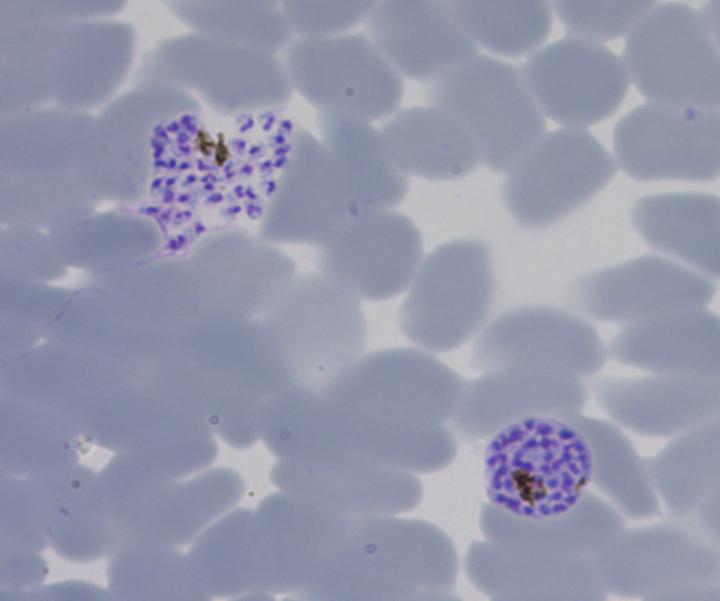 Malaria Parasites
