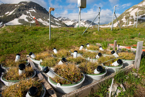 Alpine grassland