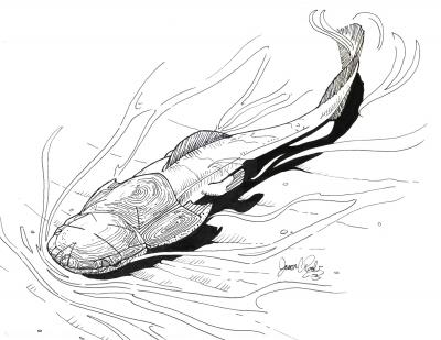 Pennsylvania Armored Fish Illustration