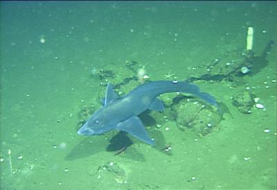 Eastern Pacific Black Ghostshark