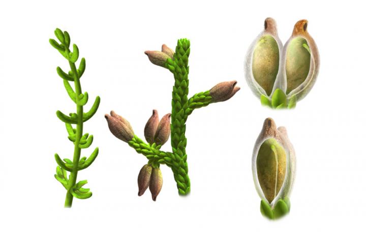 <i>Montsechia vidalii</i> Illustrations