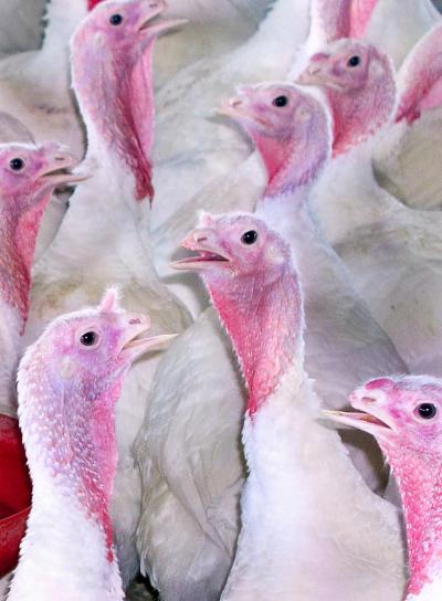 Turkeys