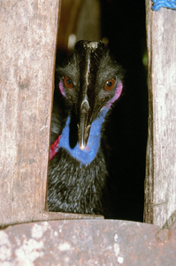 cassowary in a box