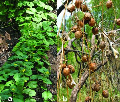 <i>Luffa saccata</i>