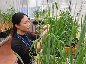 Dr Xiujuan Yang examining the health state of wheat flowers.