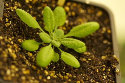 <i>Arabidopsis thaliana</i>