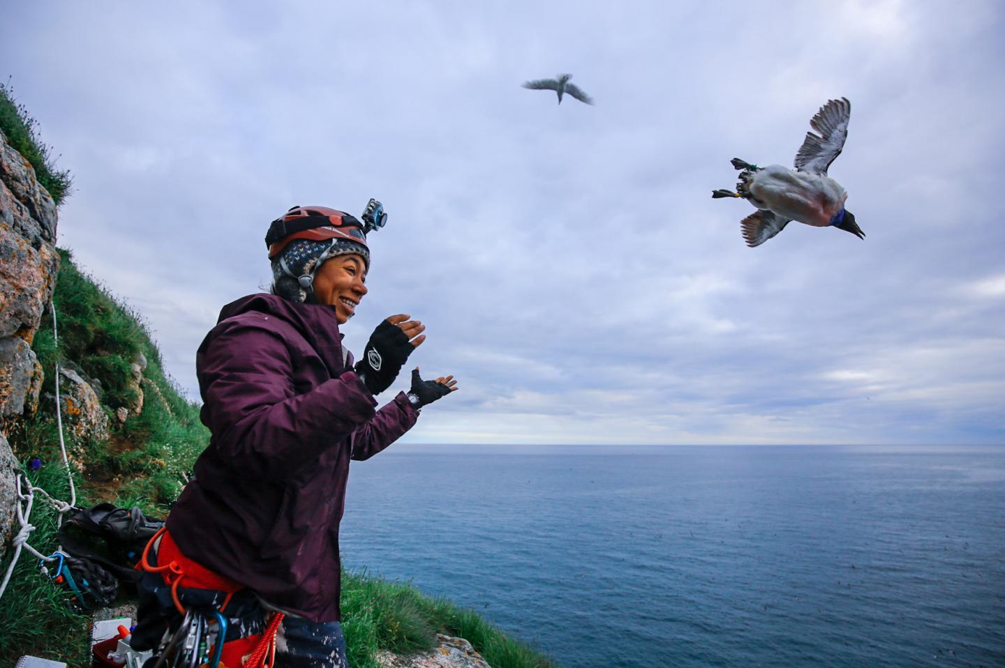 Emily Choy (McGill University) studying thick-billed murres on Coats Island in northern Hudson Bay