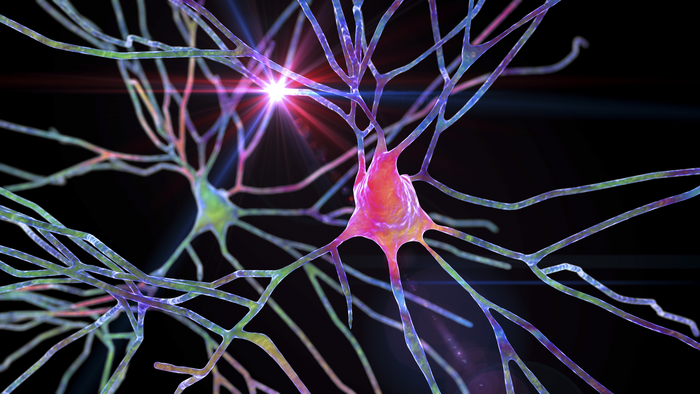 Pyramidal neurons of the human brain cortex