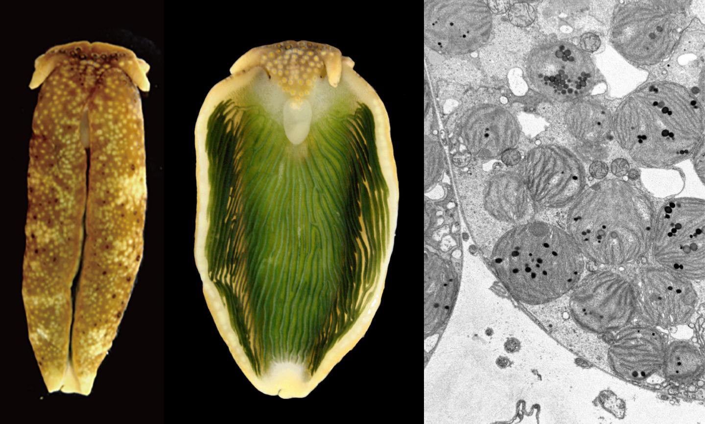 A genome of photosynthetic animals decoded EurekAlert!