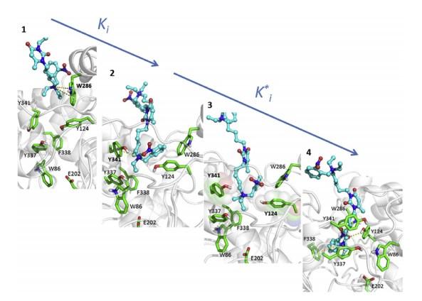 Snapshots of Steered Molecular Dynamics Modeling