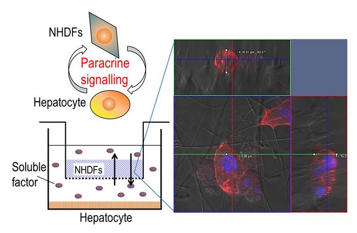 Schematic depicting cell-to-cell communication via paracrine signaling.