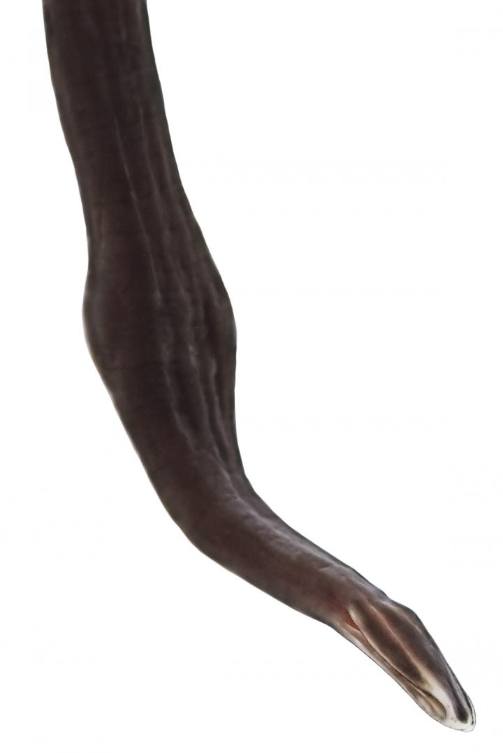 Bootlace, World's Longest Animal