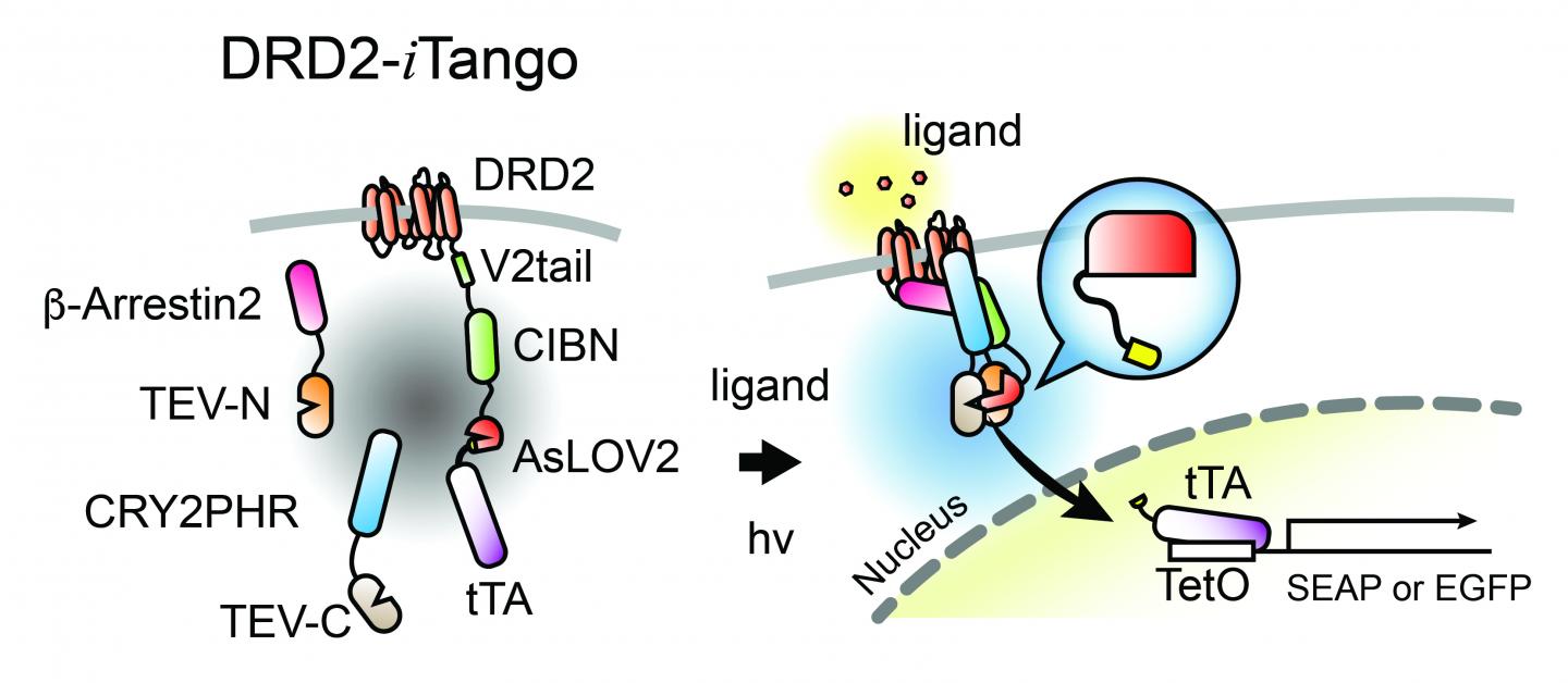 Development of iTango Platform