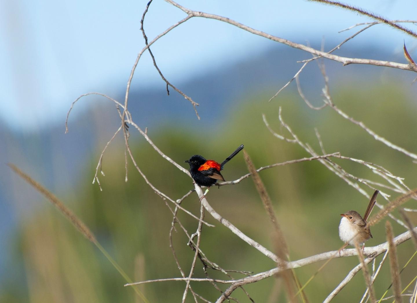Fairy-Wren Duet (1 of 2)