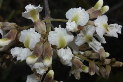 The Flowers of <i>Luetzelburgia bahiensis</i>