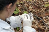 Tick Surveying Involved Trapping More Than 53,000 Mice.