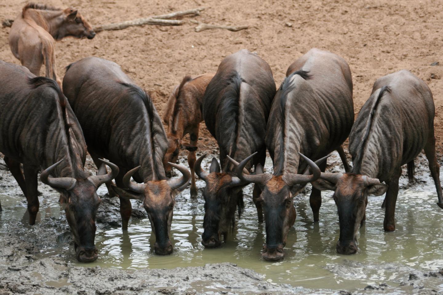 The Impacts of Herbivory on Continental Scales (7 of 10)