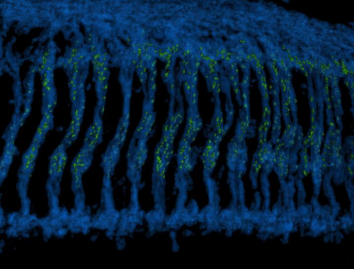 3-D Reconstructed Image of the <i>Drosophila</i> Optic Ganglion