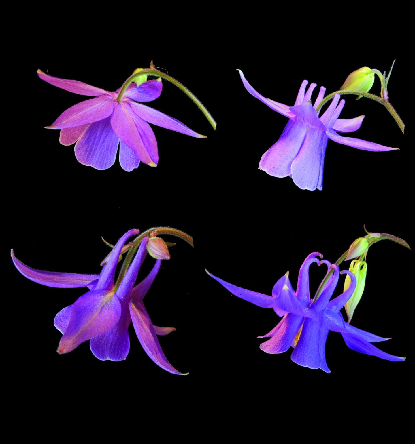 Spurred and Spurless <em>Aquilegia</em>