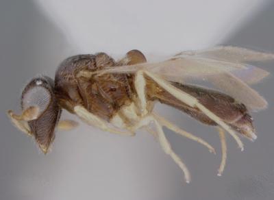 <i>Odontacolus aldrovandii</i>