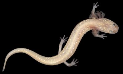 Pictured is an Undescribed Species of Eurycea Salamander from the Pedernales River Basin (2 of 2)