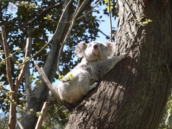 Understanding long-term trends of stressors on koala populations