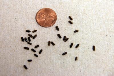 Researchers Team with Tech Transfer Office for Bark Beetle Enzyme Business