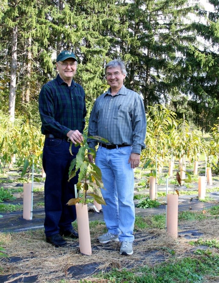 American Chestnut Trees and ESF Researchers