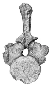 Computerised tomography image of the New Zealand nothosaur vertebra