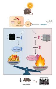 Schematic diagram showing the effect of UV radiation in the mouse