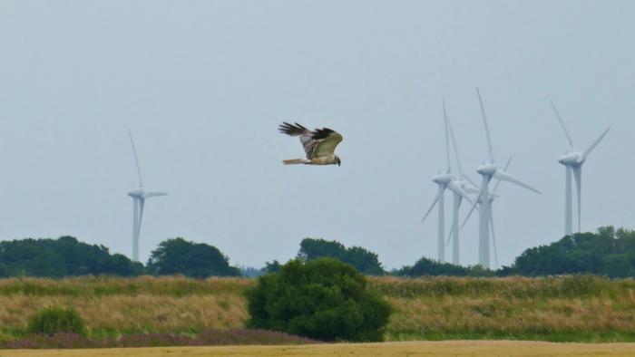 A Montagu's Harrier hunting in the north of the Netherlands