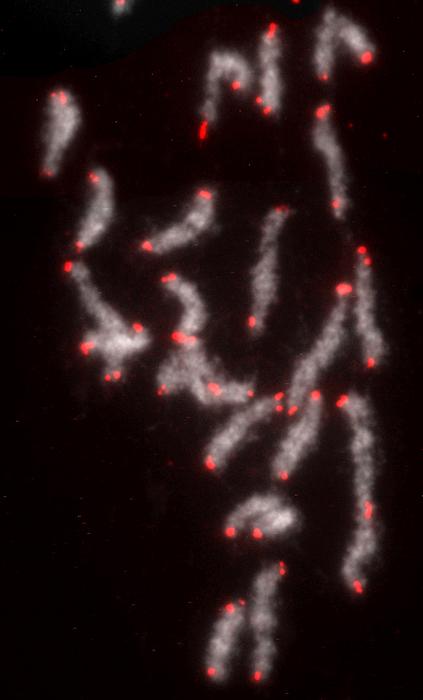 The chromosomes of the African monarch butterfly