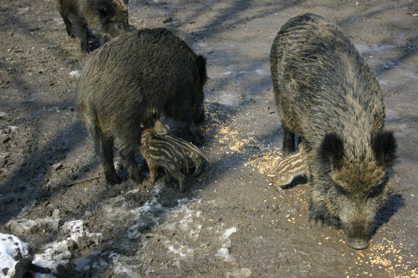 Wild Boars