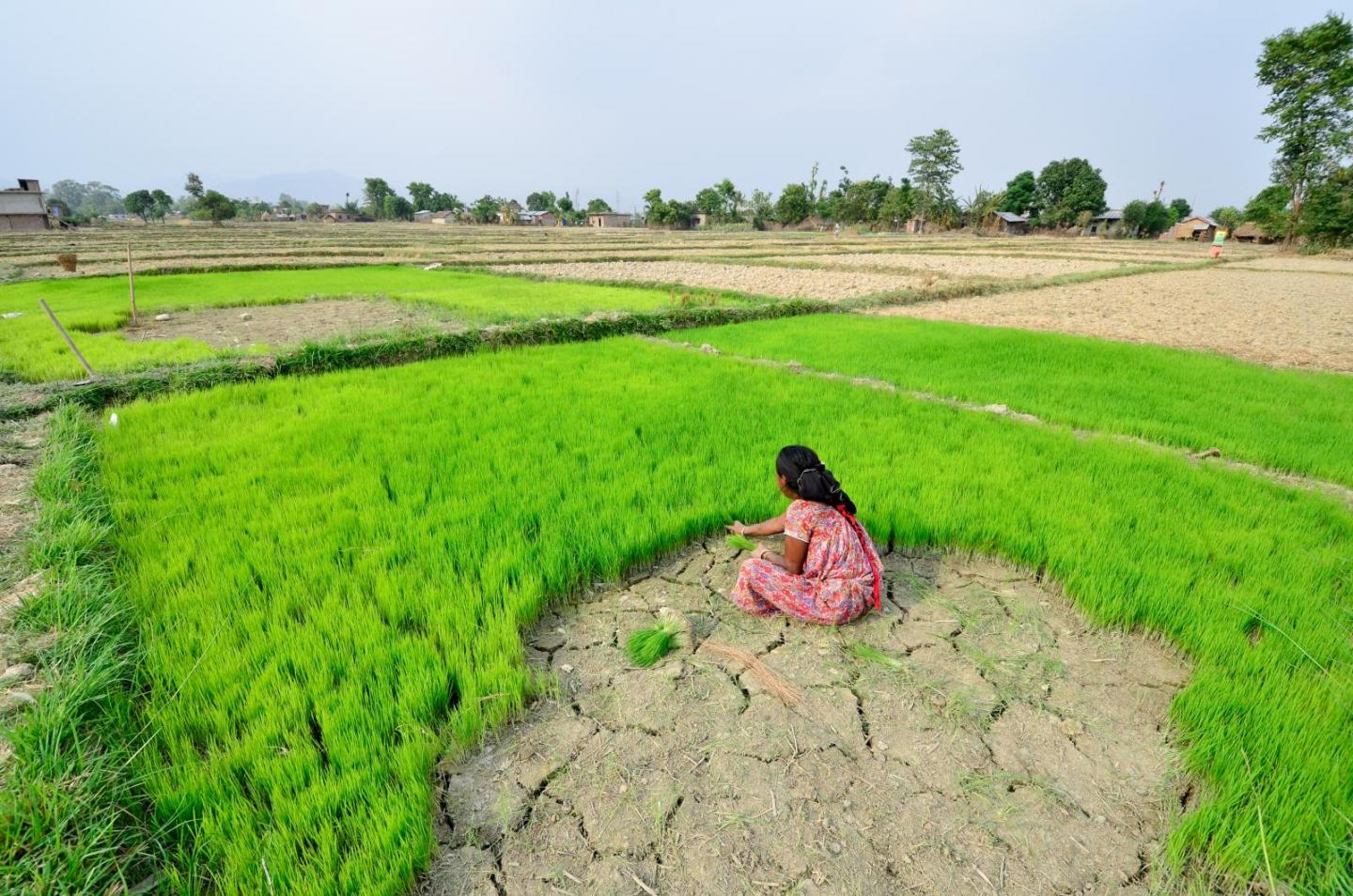 Nepal farm