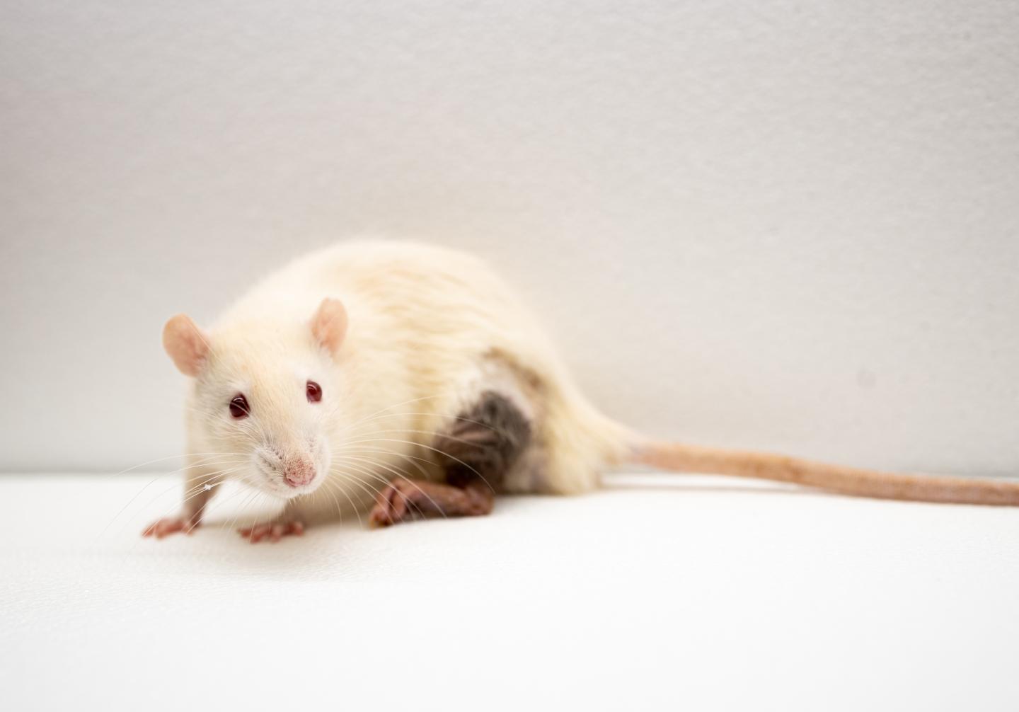 White Rat, Black Leg (3)