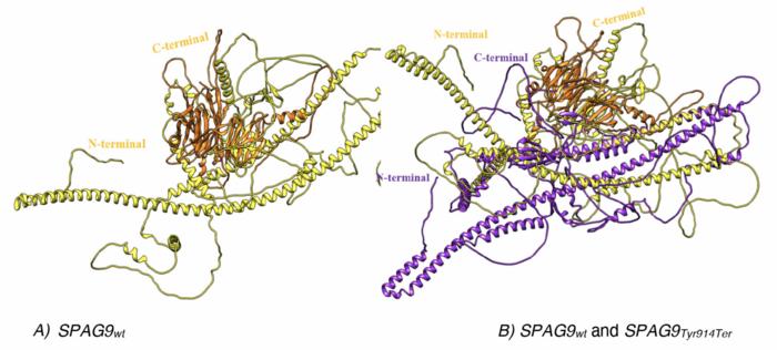 Structural effects of a single frameshift homozygous nucleotide deletion in the SPAG9/JIP4 gene.