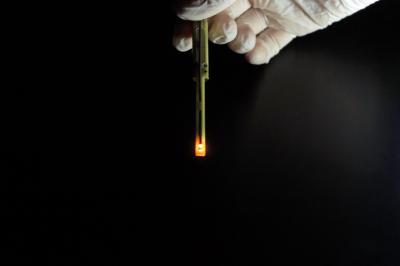 Organic Light-Emitting Diode